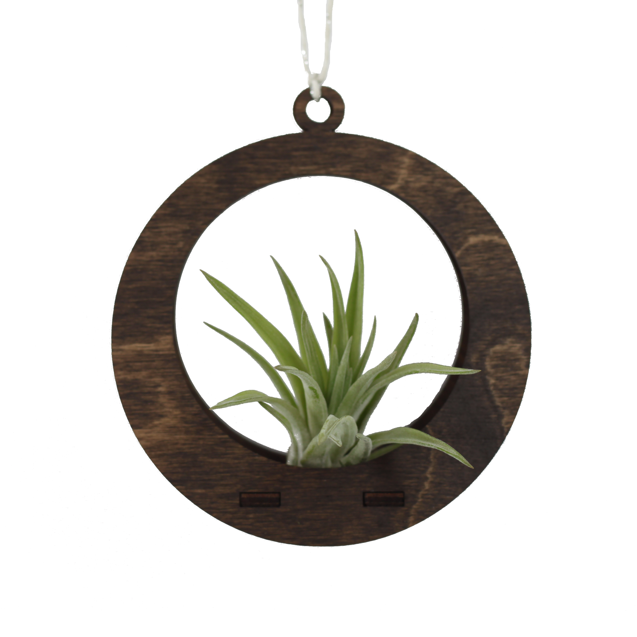 Mini Air Plant Hanger Circle - Fancy That